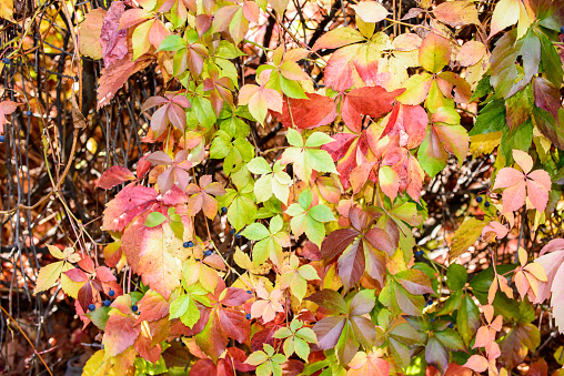 Green and red leaves stand on the wall