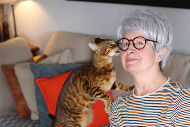 istock Senior woman with exotic bengal cat 1280393512