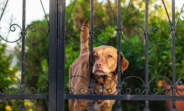 istock Dog behind metal fence. 1280393645