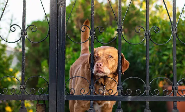 Photo of Dog behind metal fence.