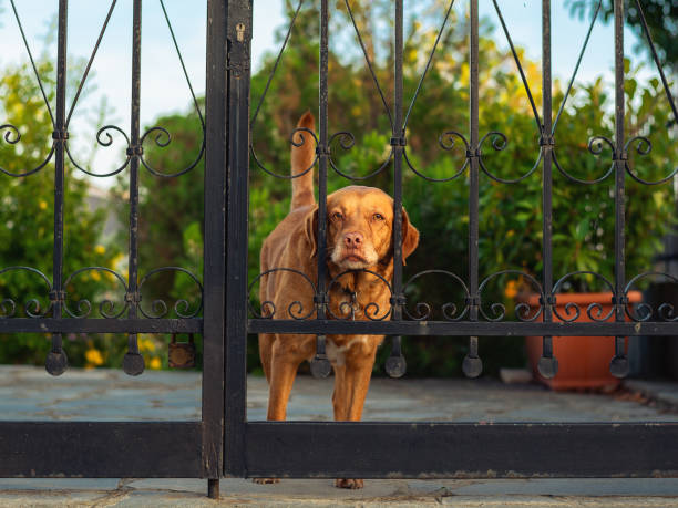 istock Dog behind metal fence. 1280393656