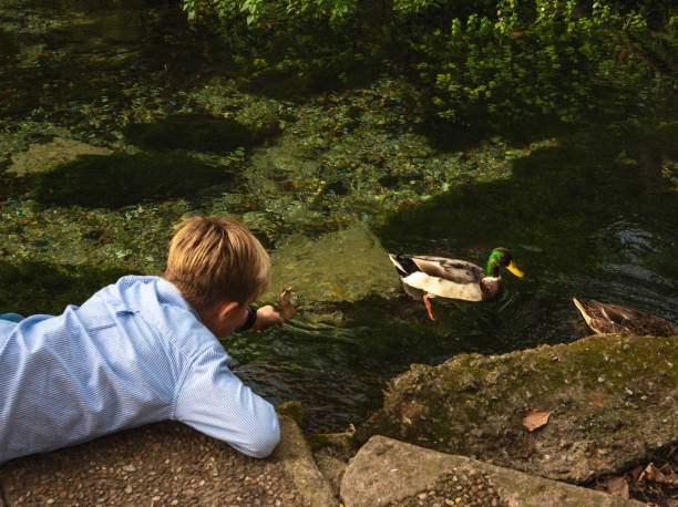 istock Kid looking at duck in pond 1280393668