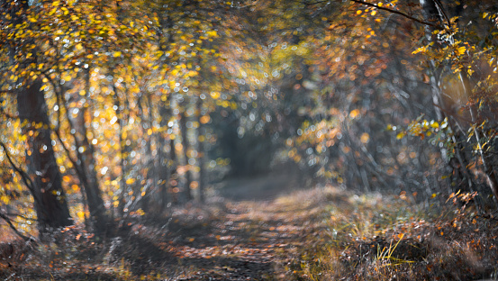 Blurred abstract autumn forest background. Alley in the park