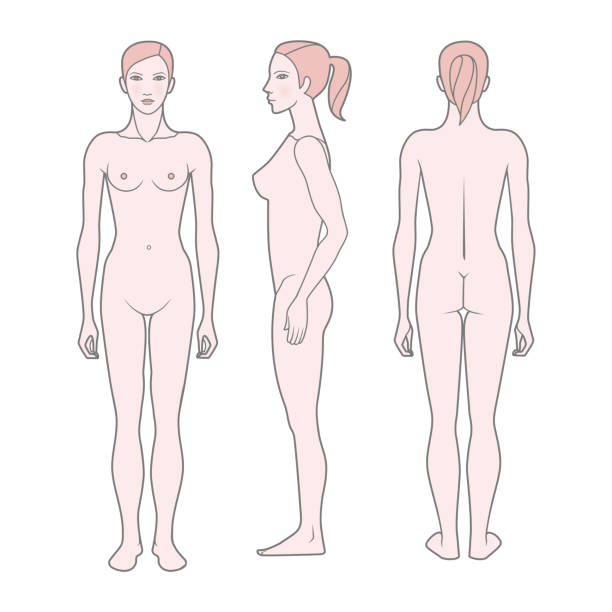 illustrazioni stock, clip art, cartoni animati e icone di tendenza di figura modello della donna. vista anteriore, posteriore e laterale. vettore. isolato su sfondo bianco, eps10 - latissimus dorsi illustrations