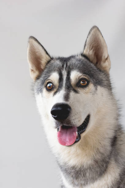 istock The husky dog portrait 1280394923