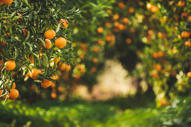 istock Tangerine sunny garden 1280396510