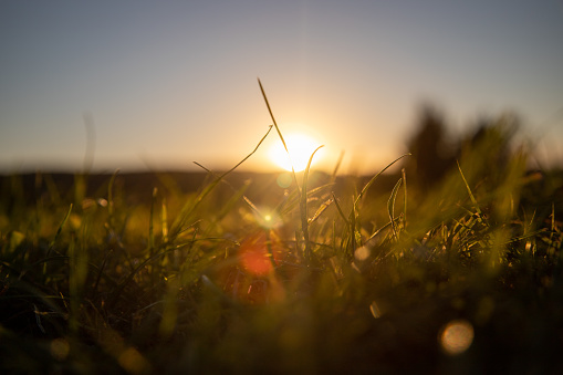 Setting sun in grassland looking over a hill