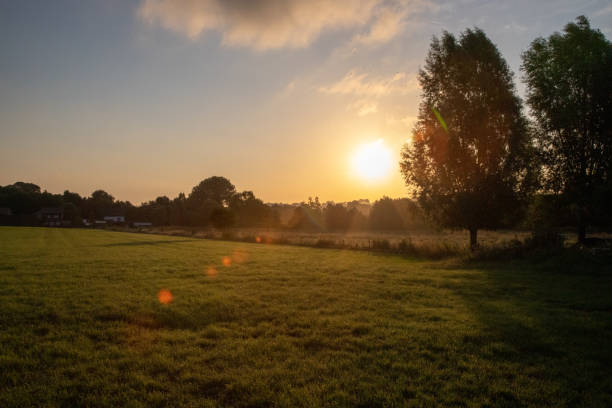 istock Morning with a rising sun in grasslands with cows. 1280398142
