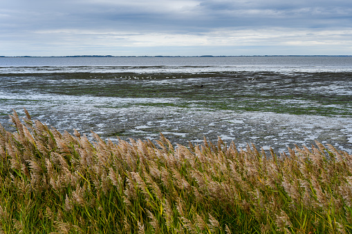Wadden Sea at low tide on Amrum Island, North Sea, North Frisian Island, Schleswig-Holstein, Germany