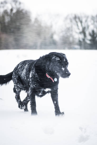 hund läuft durch schneesturm - snow dog walking running stock-fotos und bilder