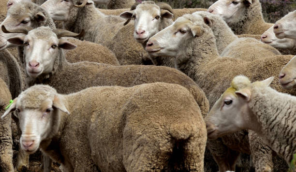 istock Karoo sheep milling around and watching on anxiously 1280398494
