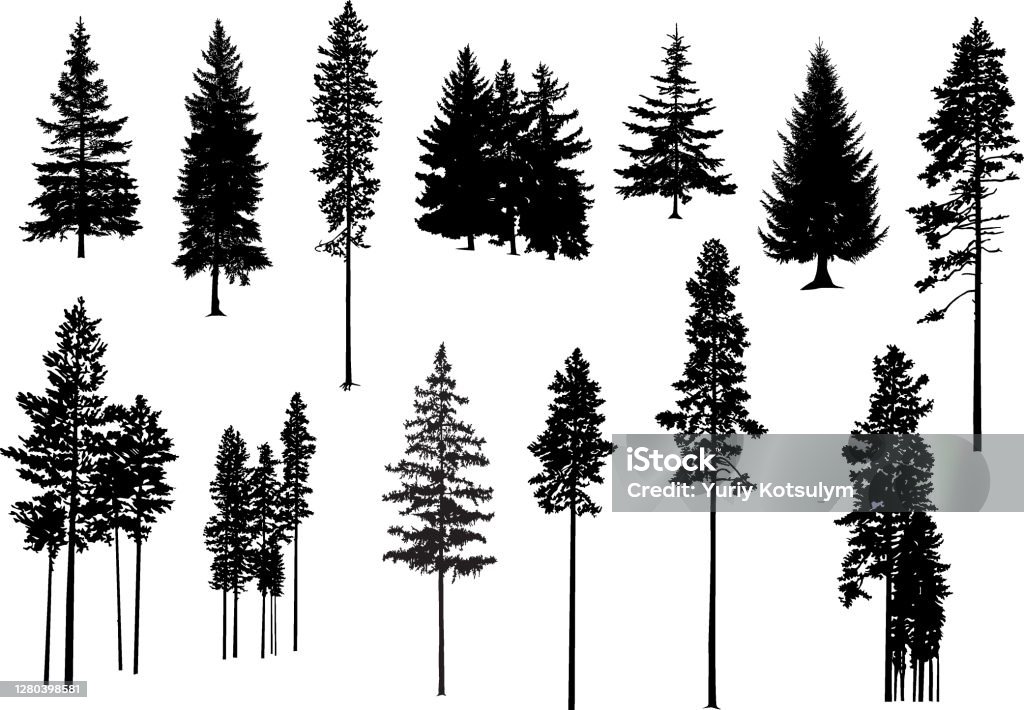 Çam ağaçlarının siluetleri. - Royalty-free Ağaç Vector Art