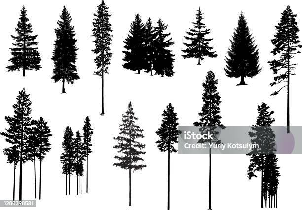 Çam Ağaçlarının Siluetleri Stok Vektör Sanatı & Ağaç‘nin Daha Fazla Görseli - Ağaç, Çam Ağacı, Siluet