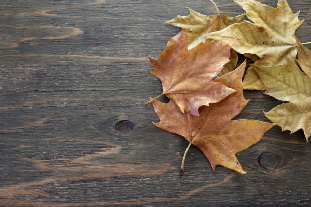 istock fallen leaves of plane tree in a wooden background 1280398722