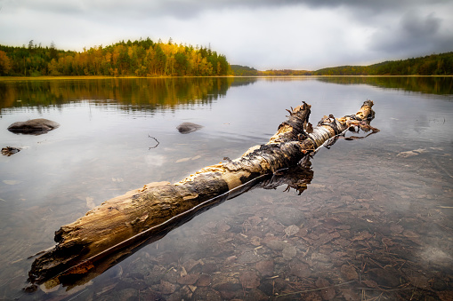 Panorama of a beautiful lake with a birchtree log in foreground