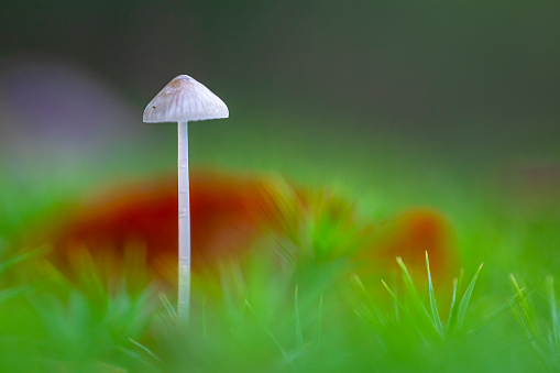 Small mushroom and autumn leaf on a green bed of moss