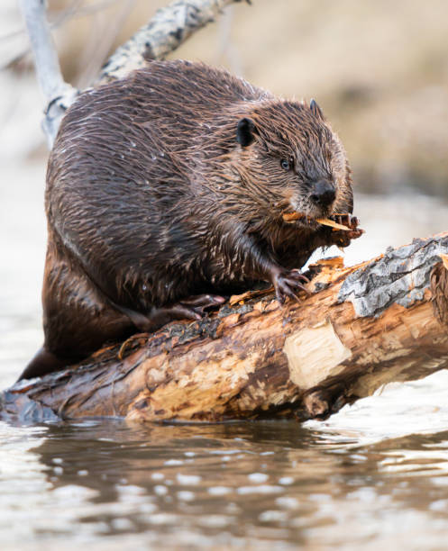 Beaver in the spring stock photo