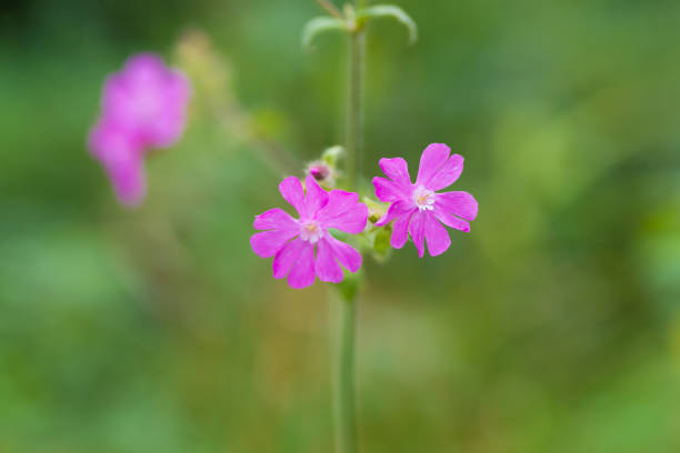 istock pink flowers closeup 1280402029