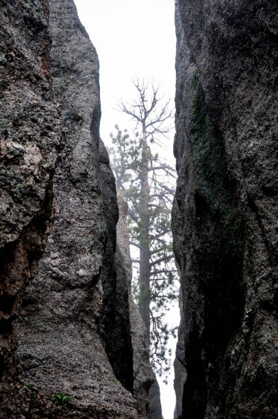 istock Misty Custer National Park with its Monolithic Rock formations 1280403028