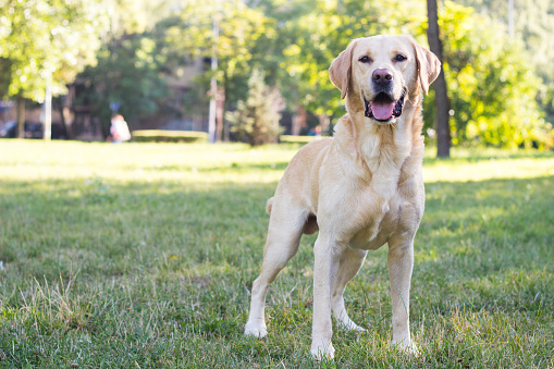 Brown Labrador retriever dog portrait outdoor in sunny day. This file is cleaned and retouched.