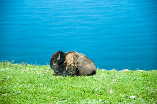 Buffalo in the Great Teton Mountain Range in Wyoming