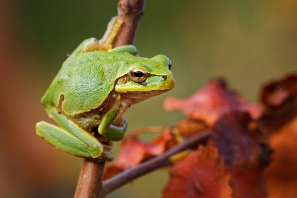 восточноевропейский treefrog - hyla arborea orientalis маленькая древесная лягушка, ныне признанная отдельным видом - интермедиа, моллери, меридионис и ор - camouflage animal frog tree frog стоковые фото и изображения