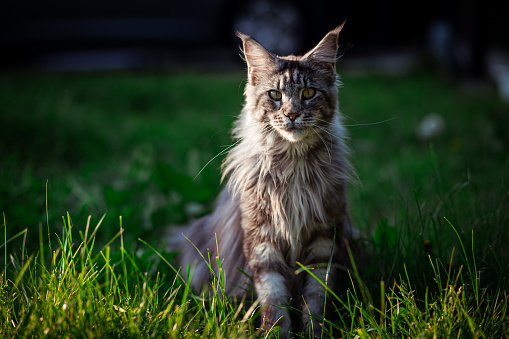 blue blotched tabby maine coon cat with fluffy tail in sunlight outdoors standing on lawn in summertime