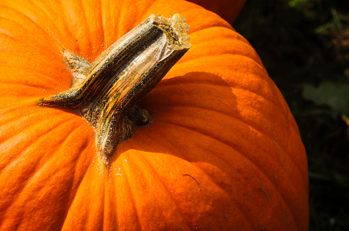 Abstract close up of a thick stem and furrowed skin on a large orange pumpkin