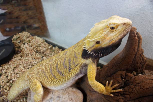 istock pogona reptile in its terrarium 1280405008