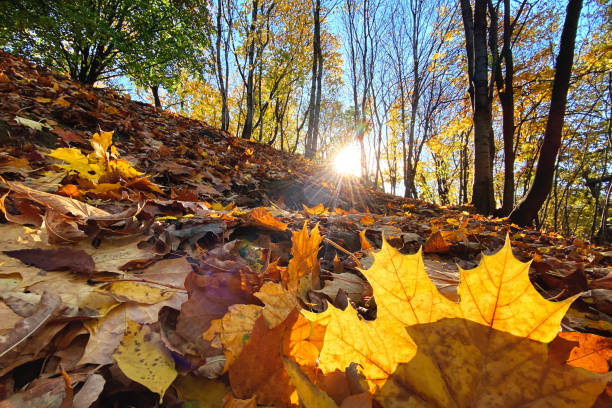 Beautiful autumn park. Beautiful fall landscape.