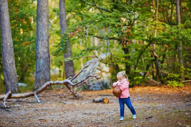 Adorable toddler girl with basket picking mushrooms in autumn forest. Happy kid enljoying fall day in Fontainbleau, France. Outdoor activites for kids