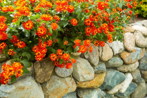 Colorful and beautiful Lantana camara flowers