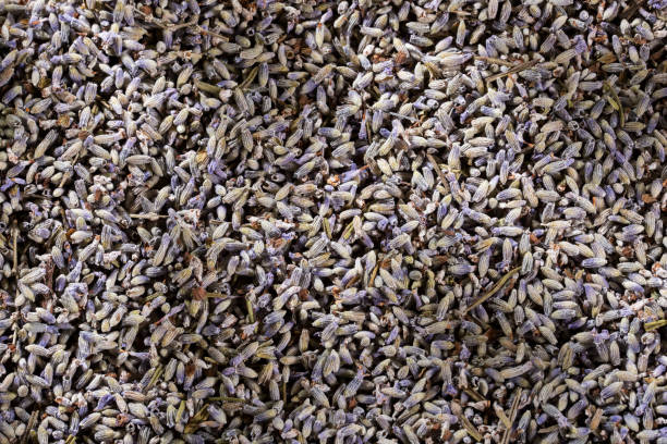 istock Lavandula - Dried lavender flowers. Top view 1280406702