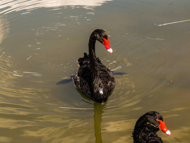 istock Lake Mulwala, Victoria, Australia 1280406781