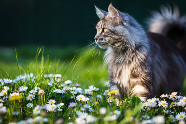 Maine Coon in the garden blue blotched tabby maine coon cat with fluffy tail in sunlight outdoors standing on lawn in summertime purebred cat photos stock pictures, royalty-free photos & images