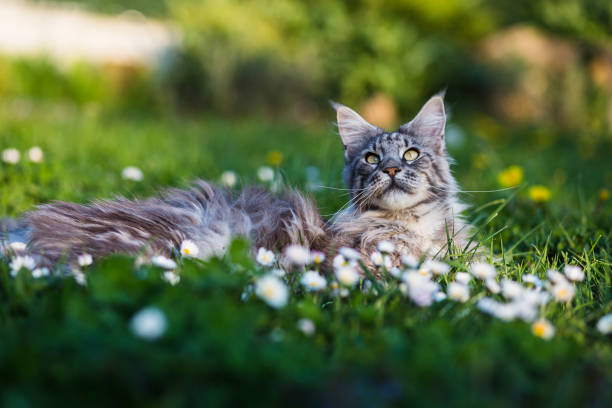 istock Maine Coon in the garden 1280406841