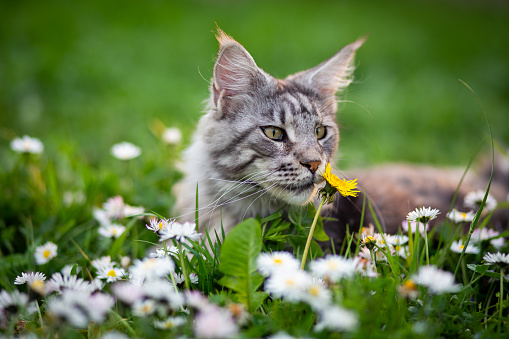 blue blotched tabby maine coon cat with fluffy tail in sunlight outdoors standing on lawn in summertime
