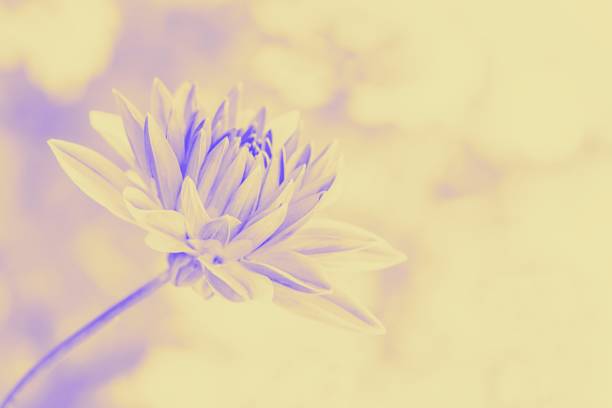 istock Beautiful dahlia flower on a light background. Copy space. Pastel violet orange toned 1280408984