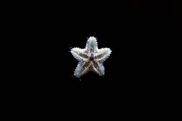 Beautiful macro view of sea star isolated on blue background.