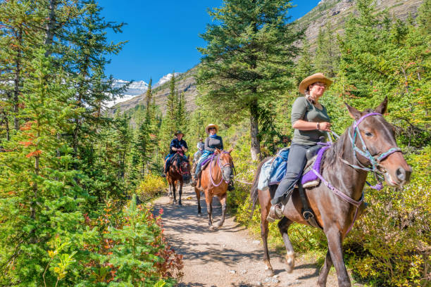 cavaleiros e cavalos em rockies canadenses canadá - lake louise national park landscape forest - fotografias e filmes do acervo