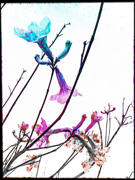 istock Black and white flower portrait splashed by colors 1280411221