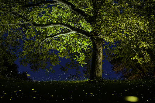 A field lightened by fireflies with a lightened tree in the foreground