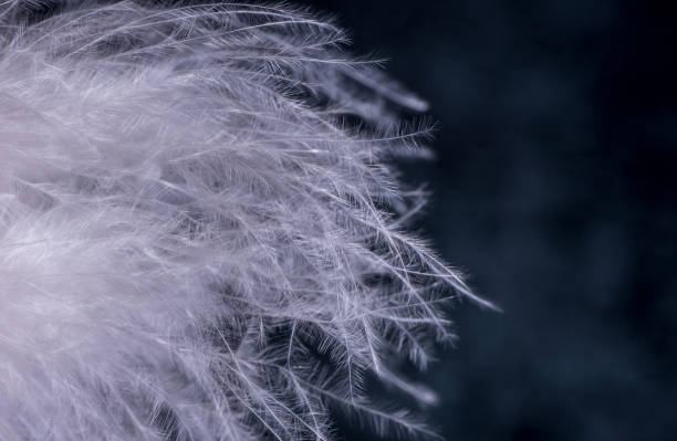 istock Macro shot of a white artificial feather on dark background. 1280411434