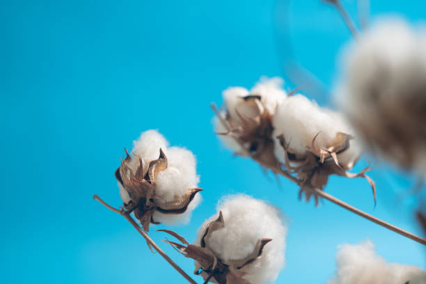 Cotton plant with bolls on blue turquoise colored background. The focus is on the cotton head.  Shot with a full frame mirrorless camera. No people are seen in frame.