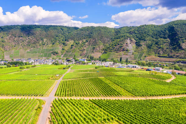 istock a mosel river vineyard valley in germany 1280414123