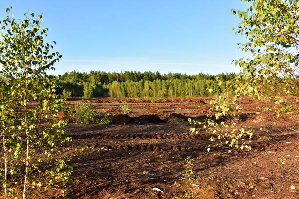 istock Destruction of trees on peatlands and drainage of peat bogs at extraction site. 1280414842