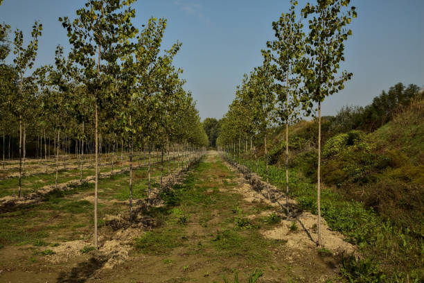 istock Birch trees plantation in autumn at noon 1280416785