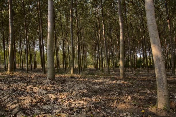 istock Birch trees plantation in autumn at noon 1280416881