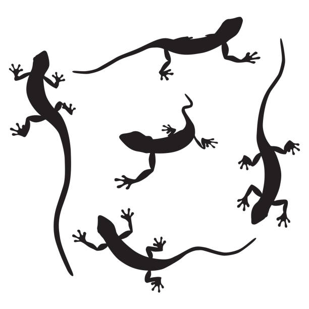 ilustraciones, imágenes clip art, dibujos animados e iconos de stock de gecko silhouettes - salamandra