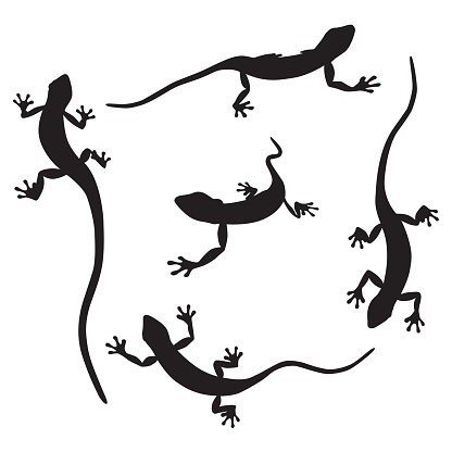 Vector silhouettes of cute geckos on a white background.